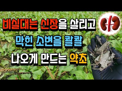 망가진 신장을 살리고 막힌 소변을 콸콸 나오게 만드는 약초 | 질경이효능