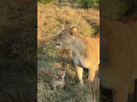 Cute Lion Cubs of Masai Mara, Kenya