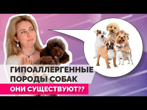 Гипоаллергенные породы собак. Аллергия на собак