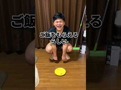 ♪お皿の前で立ってるだけでご飯をもらえるらしい