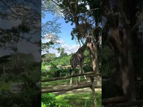 Giraffe in nature #giraffe #animals #shorts