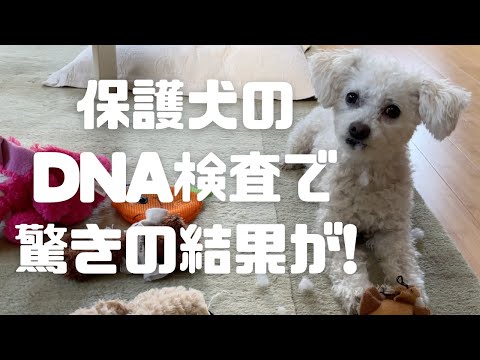 保護犬の遺伝子検査を受けてみた【愛犬の誕生日】