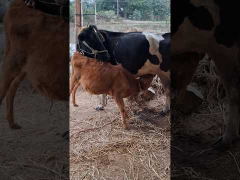 How cute it is😍cow feeding calf#cow #ytshorts#trending #feeding#cowcalf#cowfeeding #motherslove#farm