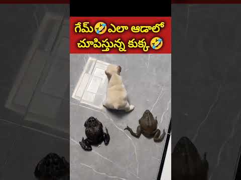 GAME ఎలా ఆడాలో ఈకప్పల🐸కి చూపిస్తున్న కుక్క🐶 #shorts #ytshorts