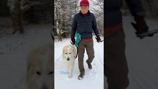 Alain アラン #greatpyrenees #todaysrunrun #グレートピレニーズ #今日のルンルン