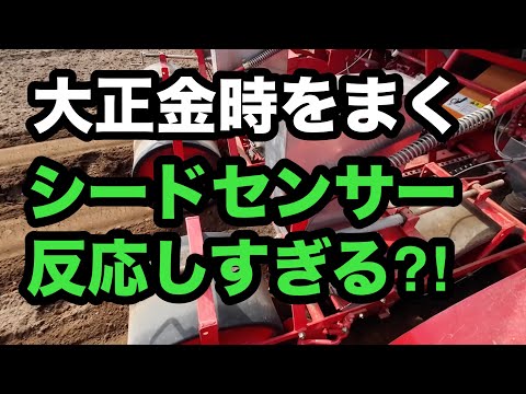 2024年5月26日　大正金時を蒔く　ほとんどシードセンサーの話