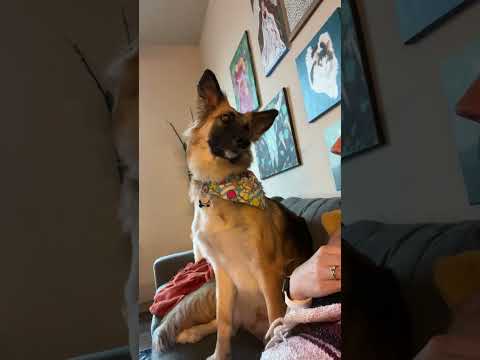 German Shepherd Reacts to Her Favorite Question