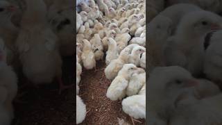 🐥 Broiler chicks ||#shorts ||#chicks ||#poultry ||#farming ||#chicken ||❤️👍