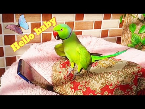 Parrot on video call with girlfriend! Doesn't even touch the phone!