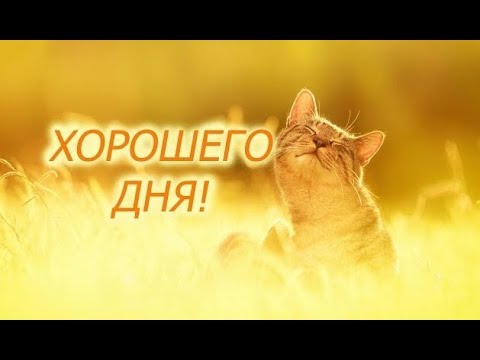 С Добрым Утром И Приятного Дня! Самая Красивая Музыкальная Открытка-Пожелание! #сдобрымутром