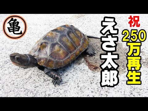 【川で拾ったイシガメのエサ太郎】年末の大掃除！