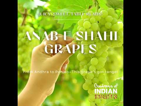 Anab-e-Shahi Grapes | Indian Fruits