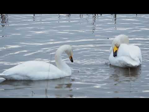 2019 1 7　白鳥　田尻池