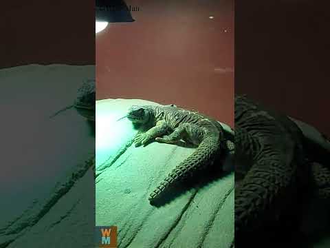 That Bad Look form Reptile #dubai  #youtubeshorts #animals