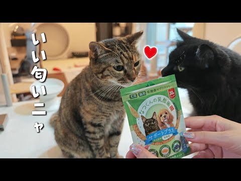 愛用中の猫用サプリ『なつくんの乳酸菌』に新製品が‼︎猫達の反応は？　918話