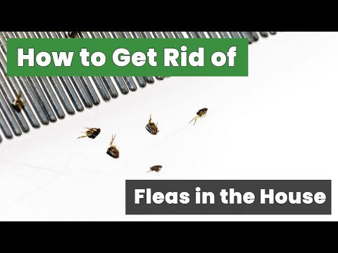 How to Get Rid of Fleas in the House Fast : Fast and Easy Flea Removal Techniques