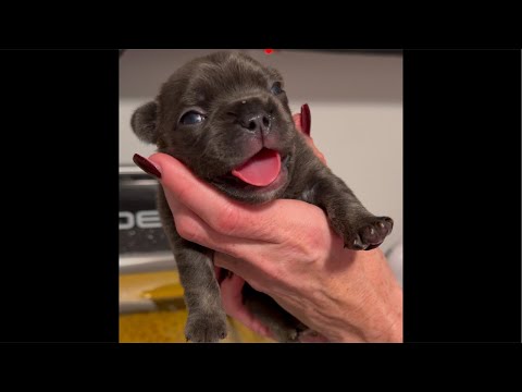 Rescued Frenchie Puppies 16 Days Old-Playtime