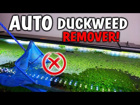 THE AUTOMATIC DUCKWEED REMOVER - Planted Tank Prototype