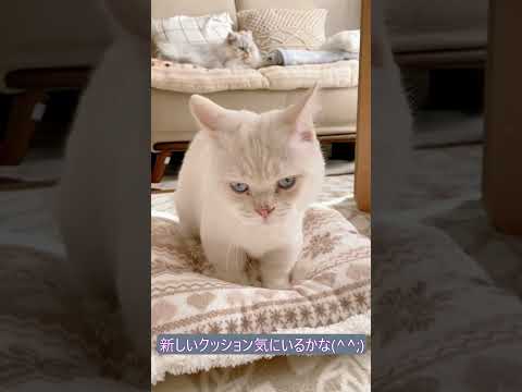 シュリとNEWクッション #shorts #cat #cats