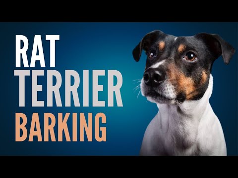 Rat Terrier Barking. When You Let A Rat Terrier Bark For 1 Minutes