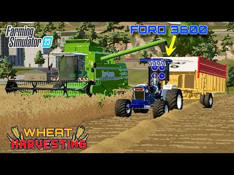 Wheat Harvesting 🌾 with Ford 3600 Modified | fs23 | Jattmind wala