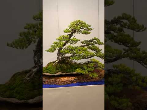 97th Kokufu Bonsai Exhibition. #bonsai #bonsaijapan #bonsaiexhibition