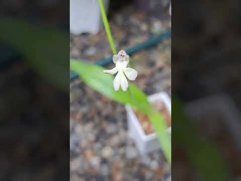 cynorkis fastigiata #植物 #plants #orchid #蘭花