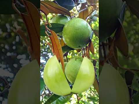 #STAR APPLE#JUICY#SWEET#trending#short