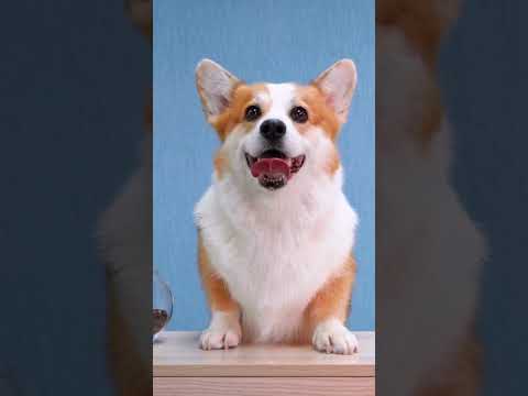 Why do dogs let their tongues hang out?