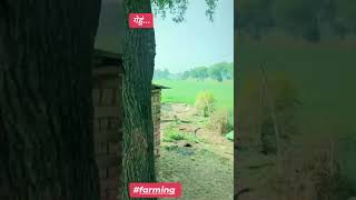 Kisan farming #punjabisong #newsong #kisan #farming #gehu #desi