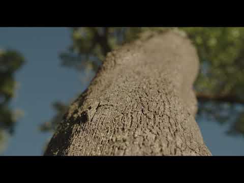 Cork Harvesting