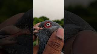 pigeon Eyes #pigeon #treanding #youtubeshorts #foryou #funnyvideo #pigeoneyes