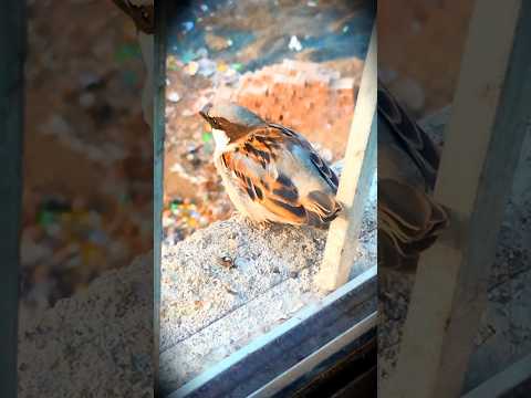 cute bird on my window || small size bird video #video #shortviral #new #viral #dumka #birds #bird