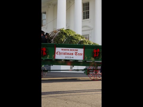 The First Lady receives the official 2024 White House Christmas Tree