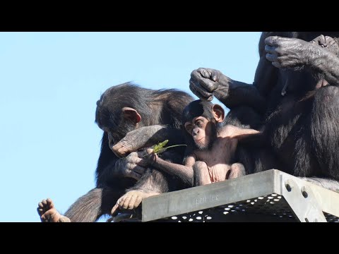 Locking  with Miru mam's stomach.　Tama Zoo Chimpanzee 202412