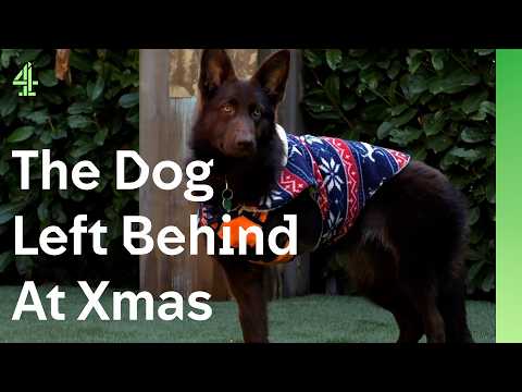 Three legged German Shepherd is desperate to find a home for Christmas | The Dog House 🐶 | Emori