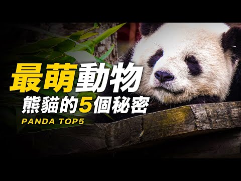 5個你不知道的大熊貓秘密【懷念團團】貌似戰鬥力為零的熊貓為什麼沒有滅絕？為什麼只有中國有大熊貓？說出來你都不敢相信 | 智慧宇宙 Wisdom 365