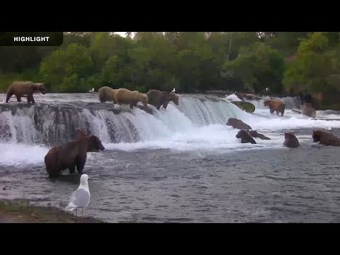 Brooks Falls Brown Bears Low - Katmai National Park | 2024 Season Highlights