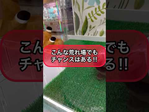 【クレーンゲーム攻略】こんな荒れ場でもチャンスはある！！