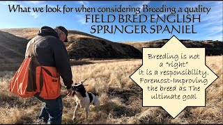 Breeding Quality Field Bred Springer Spaniels - The ultimate goal? Improving the Breed!