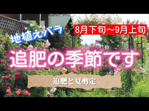 地植えバラ　追肥の季節です🌹