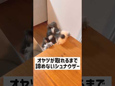 【ミニチュアシュナウザー】何としてもオヤツをゲットしたい犬 #shorts #犬 #いぬ #いぬのきもち #犬のいる暮らし #schnauzer #かわいい犬 #犬動画