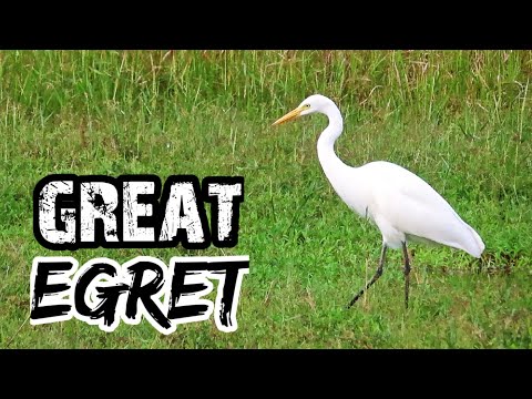 Great egret (Ardea alba), Silberreiher, hunting, fish 🦩 Great Egret catching and eating #greategret