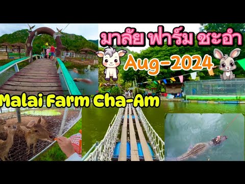 มาลัย ฟาร์ม ณ ชะอำ จ.เพชรบุรี Malai Farm Cha-am 🐑 Phetchaburi Aug-2024