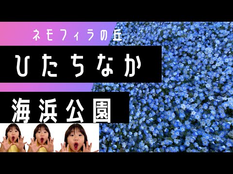 【公園】ひたち海浜公園にネモフィラを見に行って次の日は印籠弁当も食べたよ！