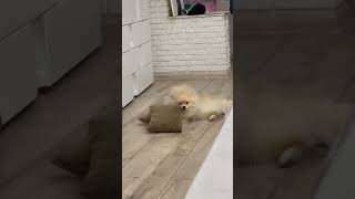 Bath Adventures #dogfunny #animals #2023funny #shortsvideo