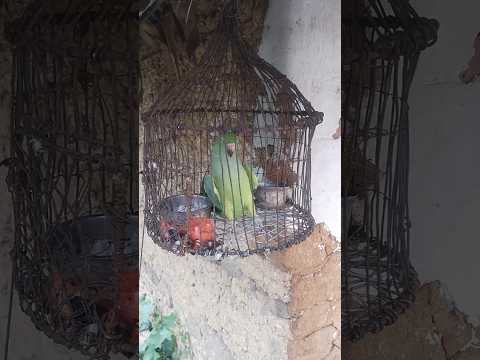 பச்சைக்கிளியுடன் ஜெய்சன் ஜெய்ஷ்னா #shortsfeed#kili#parrot#pachaikili#parrotvideo