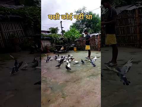 पक्षी कोई नहीं था.  Pigeon intna Sara  🦅🕊️🐦 #youtubeshorts  #viralvideo  #shortsfeed  #ytshorts