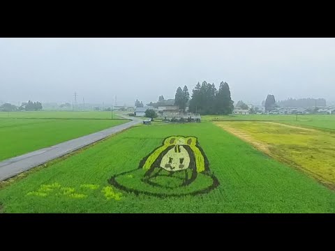 【秋田②】田んぼアートと森吉山雨のハイキング　[Rice paddy art & Mt.Moriyoshi Hiking]