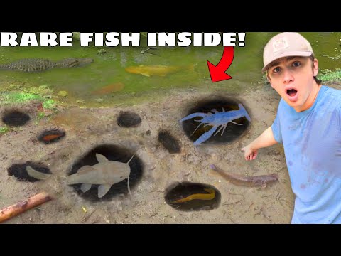 I Found a Mud Hole FILLED with RARE AQUARIUM FISH!